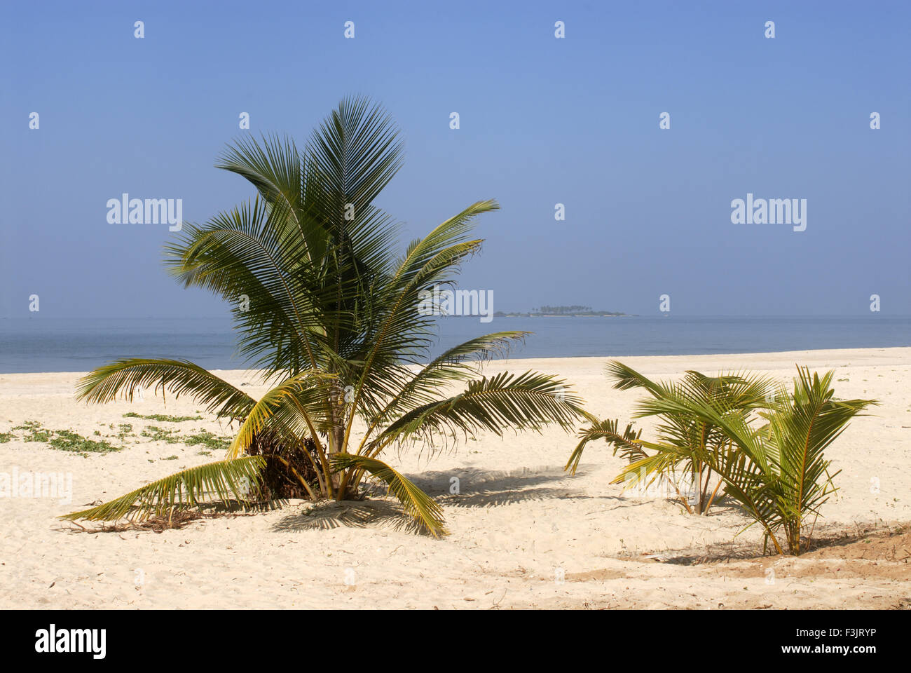 Zwei Kokosnuss-Palmen gepflanzt Sand Malpe Strand Arabische Meer Udupi Karnataka Indien Stockfoto