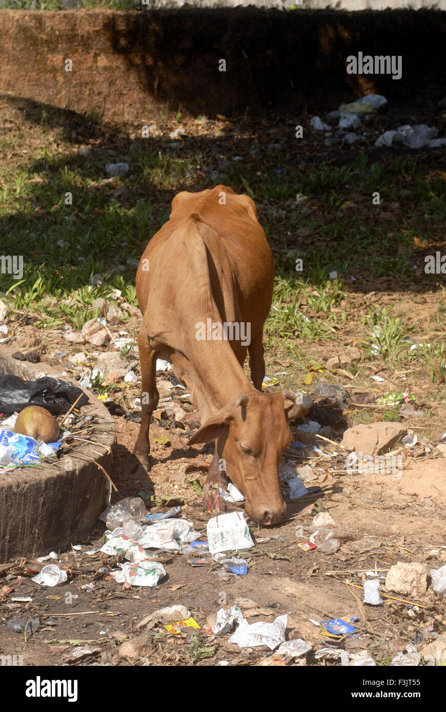 Kuhfressende Abfälle Kundapura Udupi Karnataka Indien asien Stockfoto