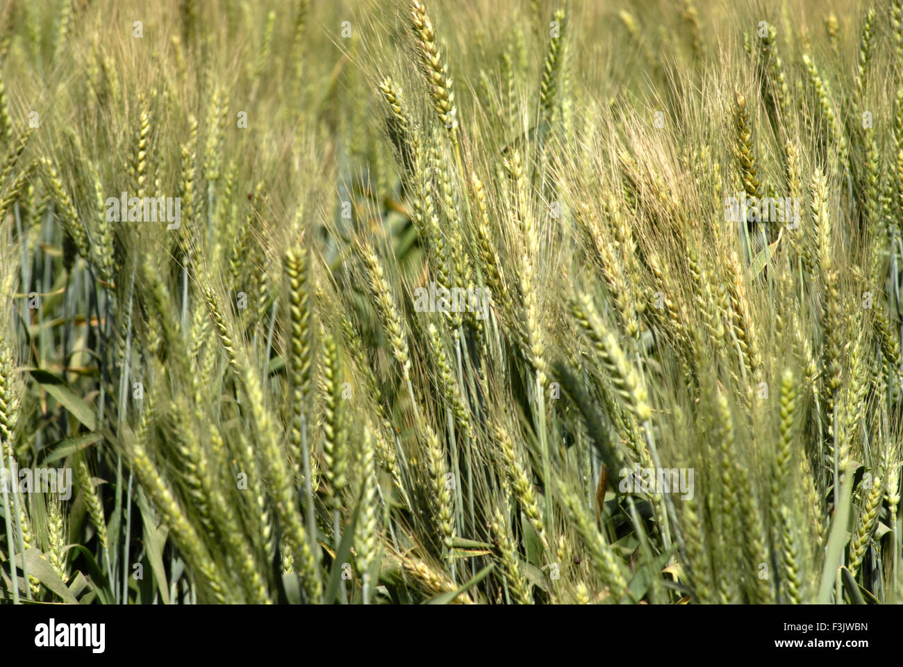 Grüne Weizenernte; Ohr der Hühneraugen am Dorf Otur; Taluka Junner; Bezirk Pune; Maharashtra; Indien asien Stockfoto