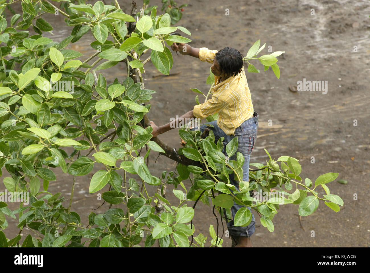 Luftbild Mann schneiden Zweige Banyan tree illegal MwSt Savitri Festival Borivali Mumbai Indien Stockfoto