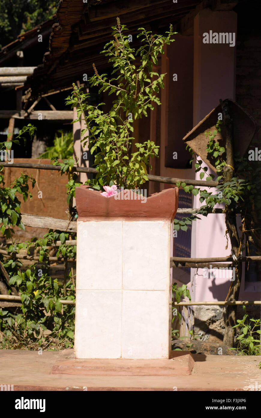Tulsi Vrindavan; Heiliges Basilikum gepflanzt verändern vor Haus; Harihareshwar Dorf Raigad; Maharashtra; Indien Stockfoto