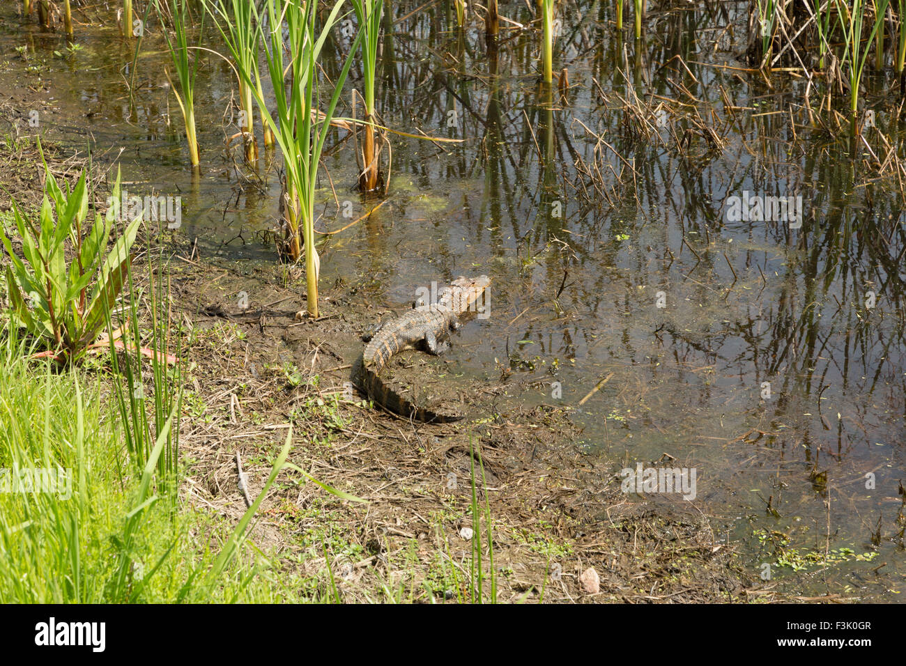 Ein Foto von einer juvenilen amerikanischer Alligator in freier Wildbahn in der Nähe von Savannah in Georgia. Stockfoto