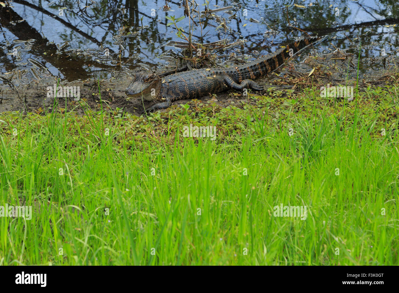Ein Foto von einer juvenilen amerikanischer Alligator in freier Wildbahn in der Nähe von Savannah in Georgia. Stockfoto