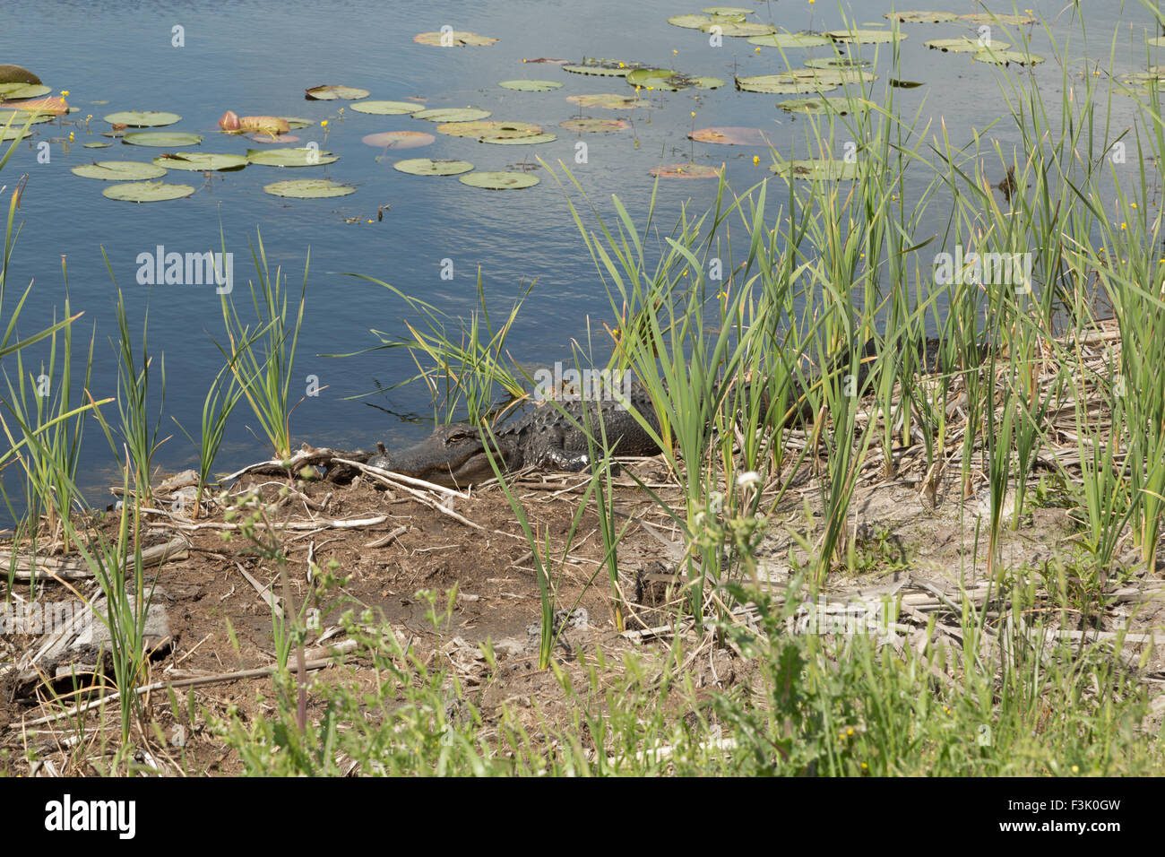 Ein Foto von einem amerikanischen Alligator in freier Wildbahn in der Nähe von Savannah in Georgia. Stockfoto