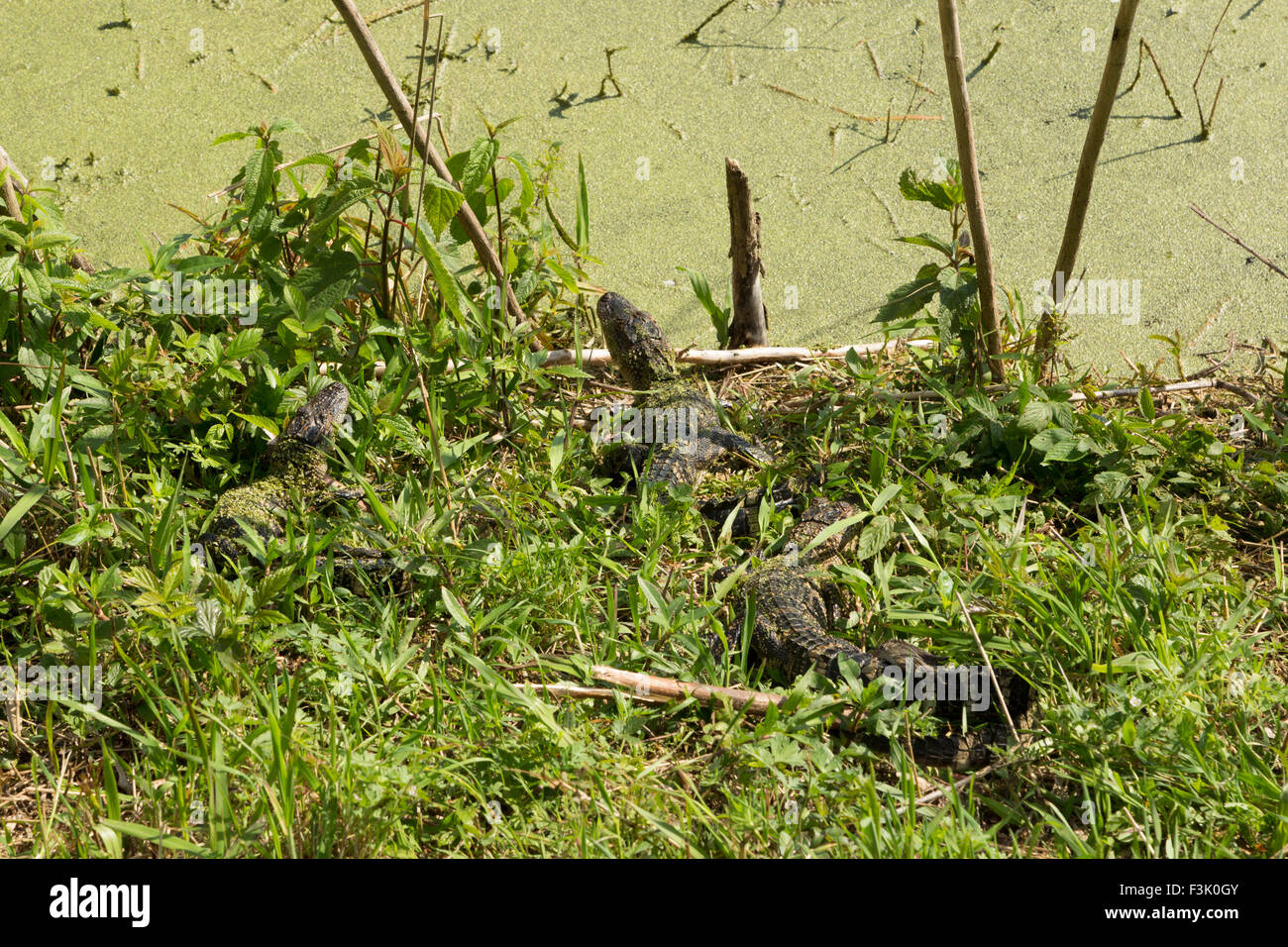 Ein Foto von einigen jungen amerikanischen Alligatoren in freier Wildbahn in der Nähe von Savannah in Georgia. Stockfoto