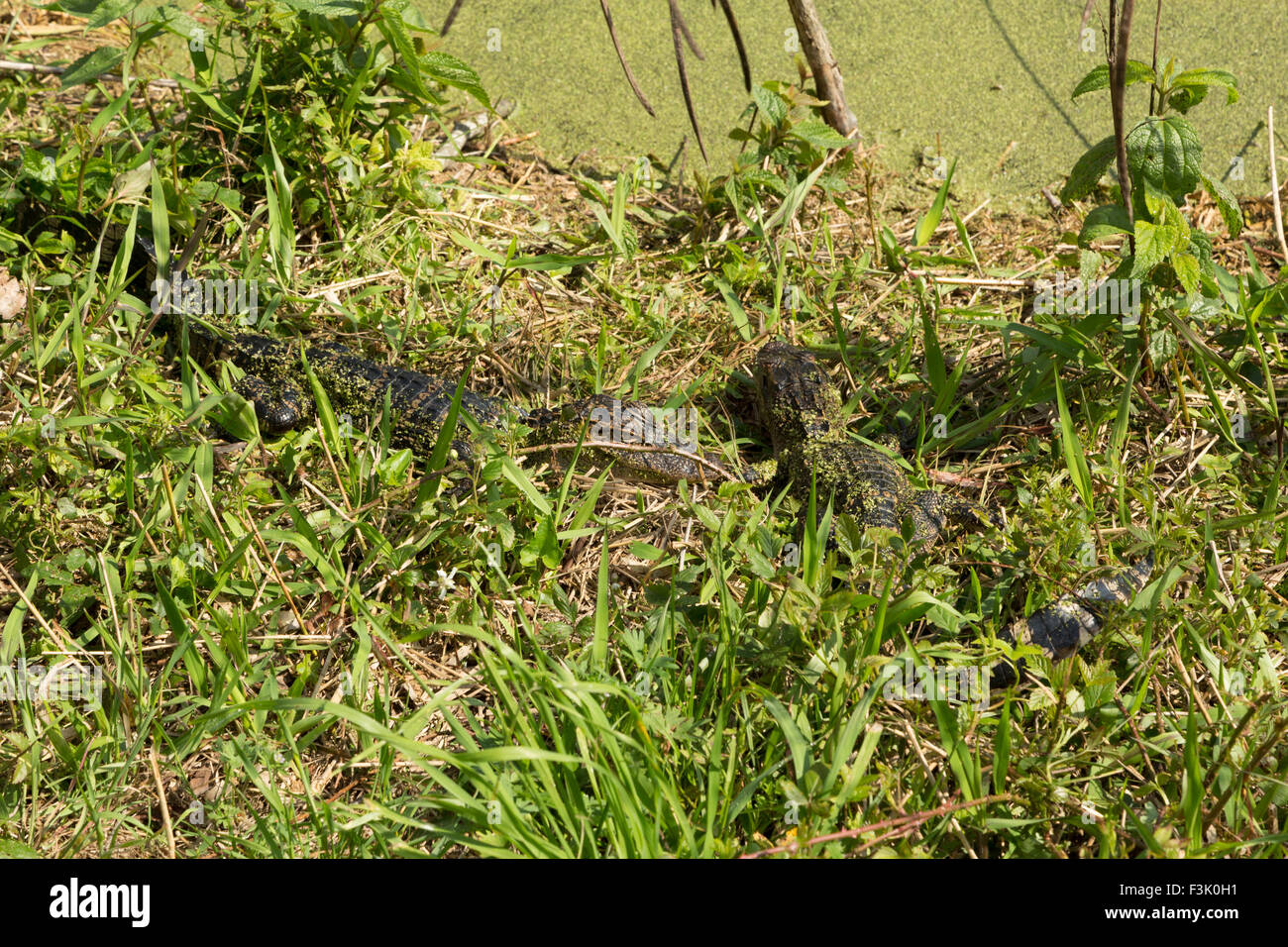Ein Foto von einigen jungen amerikanischen Alligatoren in freier Wildbahn in der Nähe von Savannah in Georgia. Stockfoto