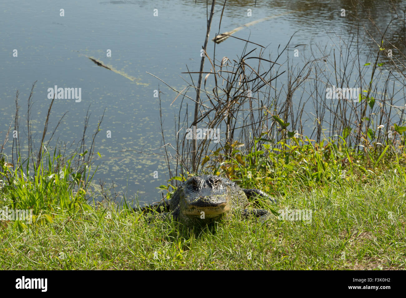 Eine Front auf Foto von einem amerikanischen Alligator in freier Wildbahn in der Nähe von Savannah in Georgia. Stockfoto