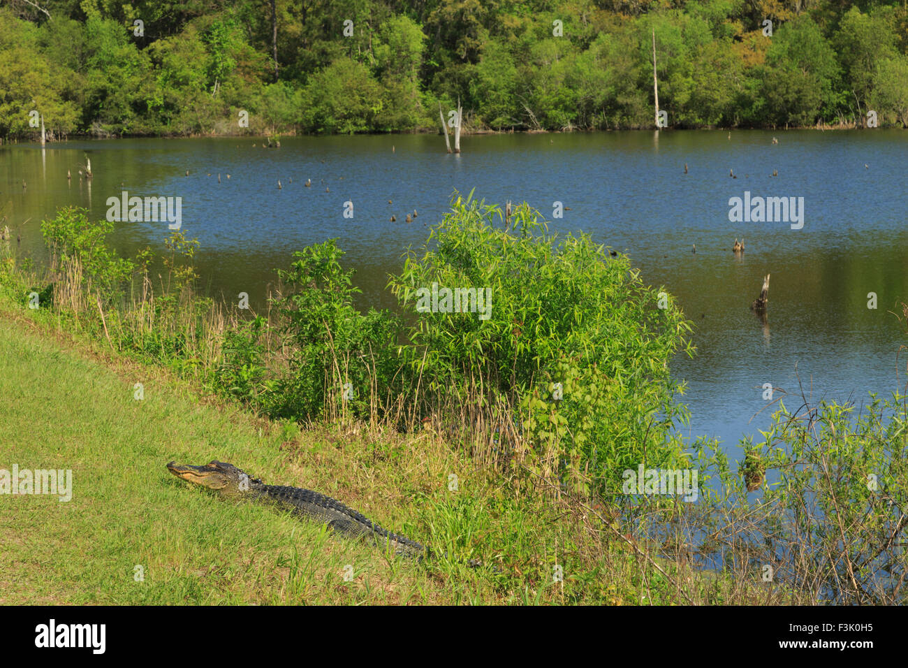 Ein Foto von einem amerikanischen Alligator in freier Wildbahn in der Nähe von Savannah in Georgia. Die Stockfoto