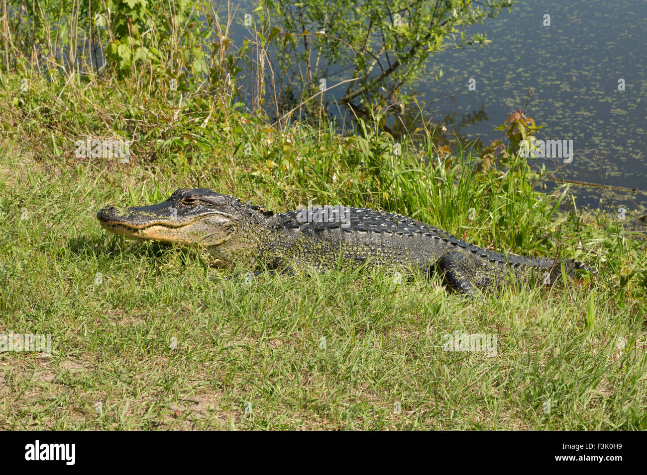 Eine Nahaufnahme Foto von einem amerikanischen Alligator in freier Wildbahn in der Nähe von Savannah in Georgia. Stockfoto