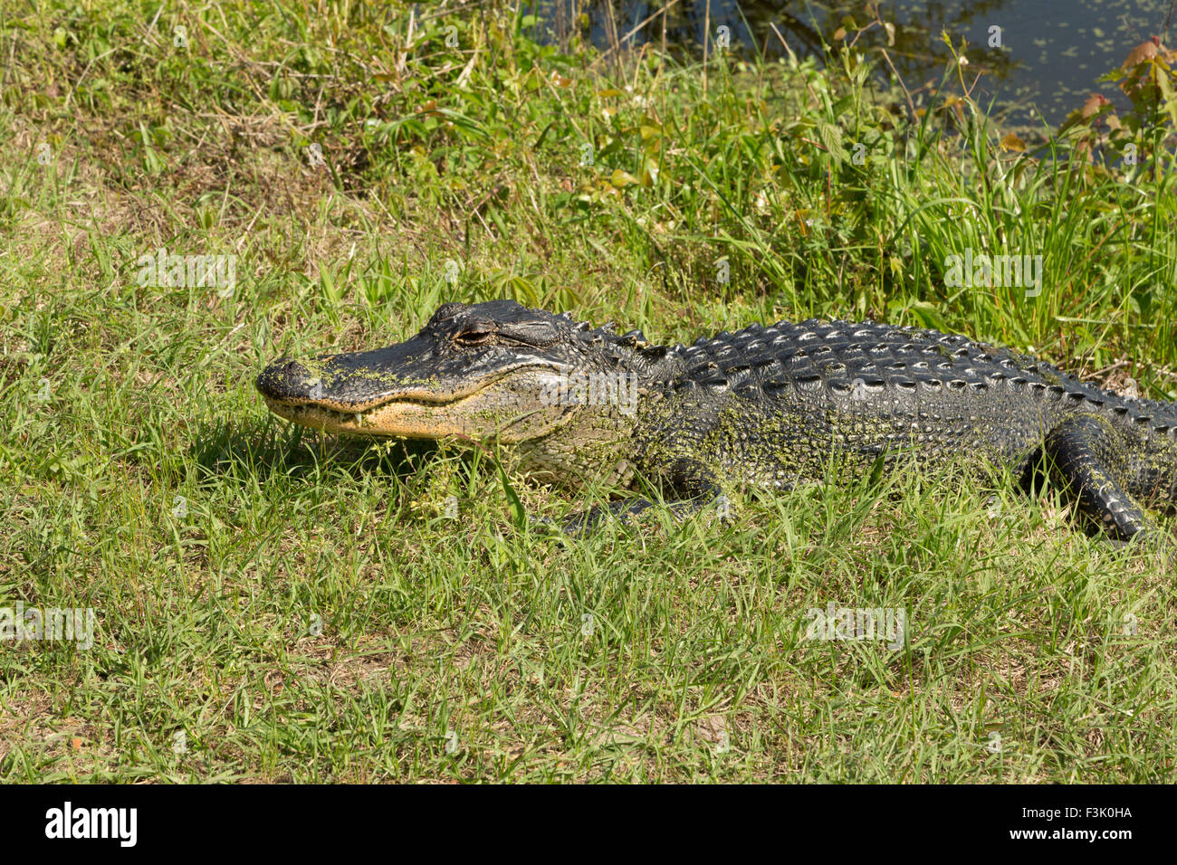 Eine Nahaufnahme Foto von einem amerikanischen Alligator in freier Wildbahn in der Nähe von Savannah in Georgia. Der amerikanische Alligator (Alligator mississip Stockfoto