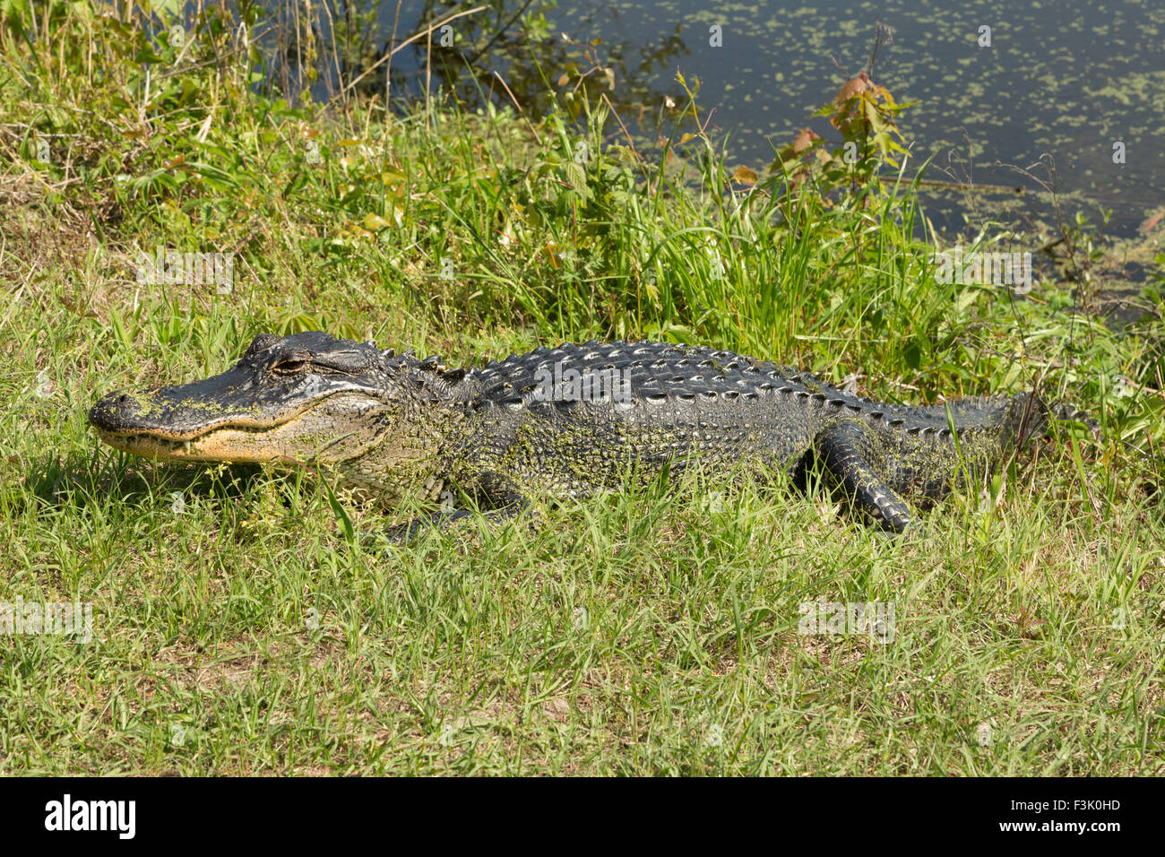 Eine Nahaufnahme Foto von einem amerikanischen Alligator in freier Wildbahn in der Nähe von Savannah in Georgia. Stockfoto