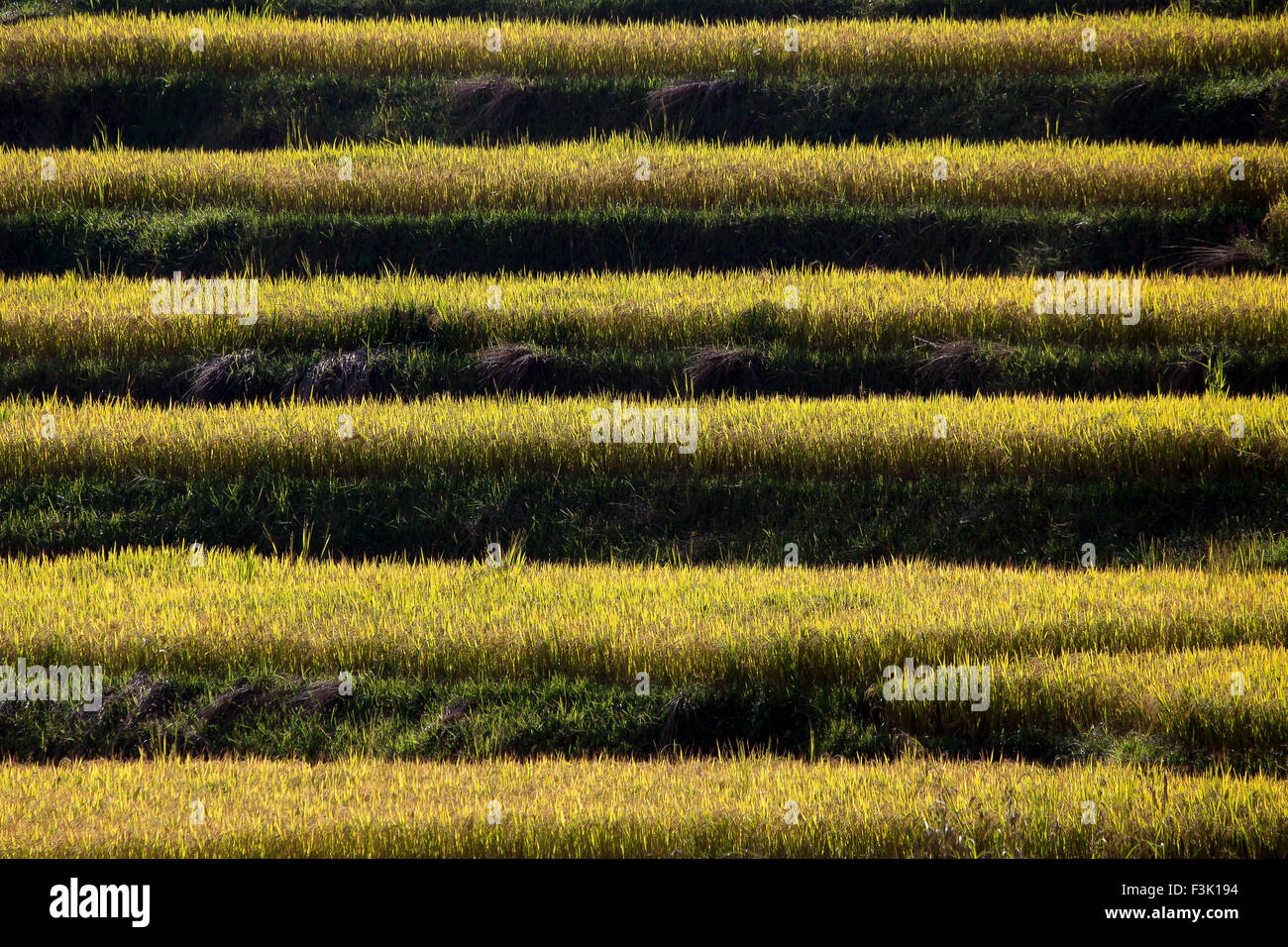 Punakha Reisterrassen, fast bereit zu ernten. Bhutan Stockfoto