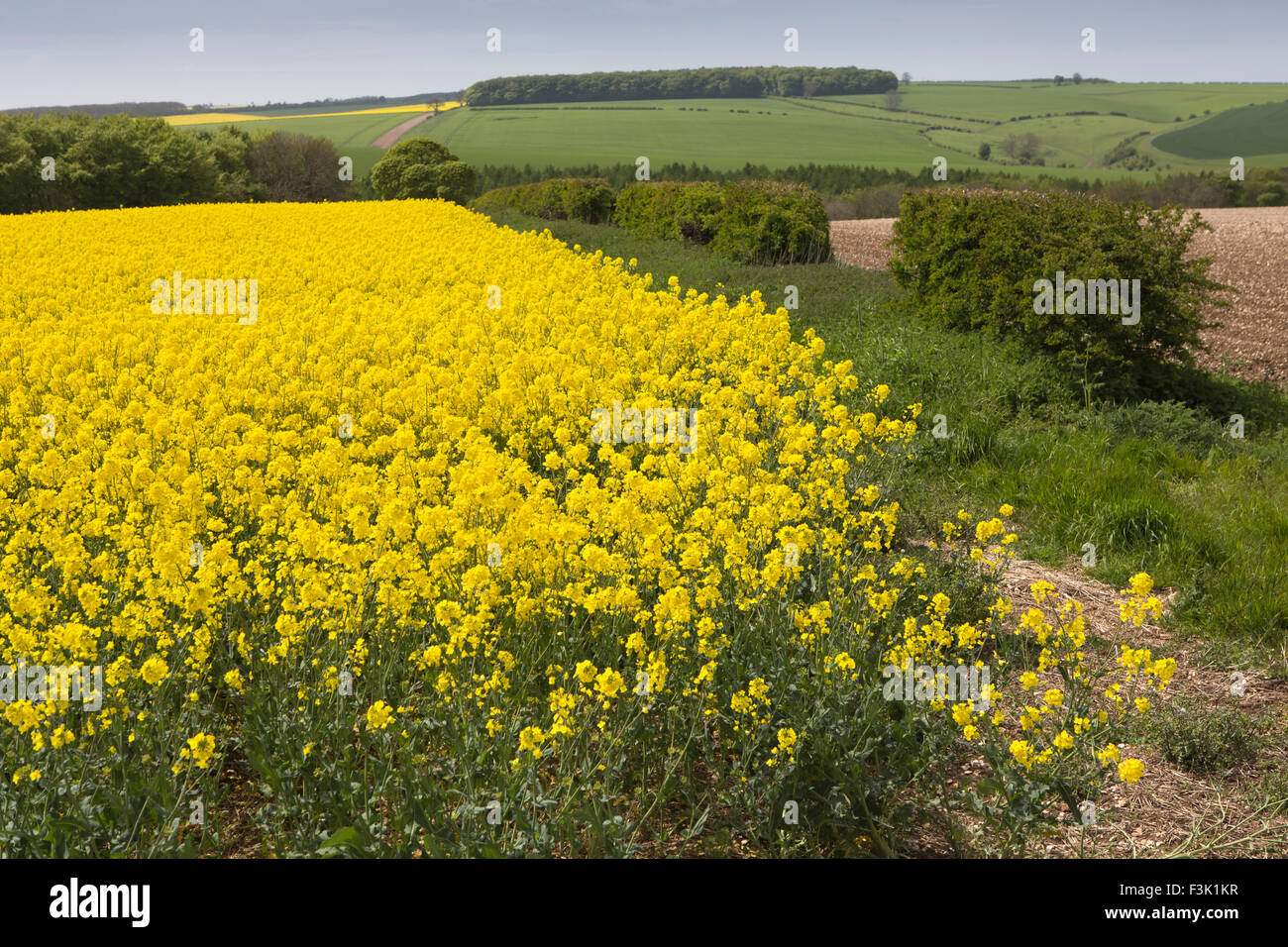 Großbritannien, England, Yorkshire East Riding, Wharram Percy würde, vergewaltigen Ernte in Blüte Stockfoto