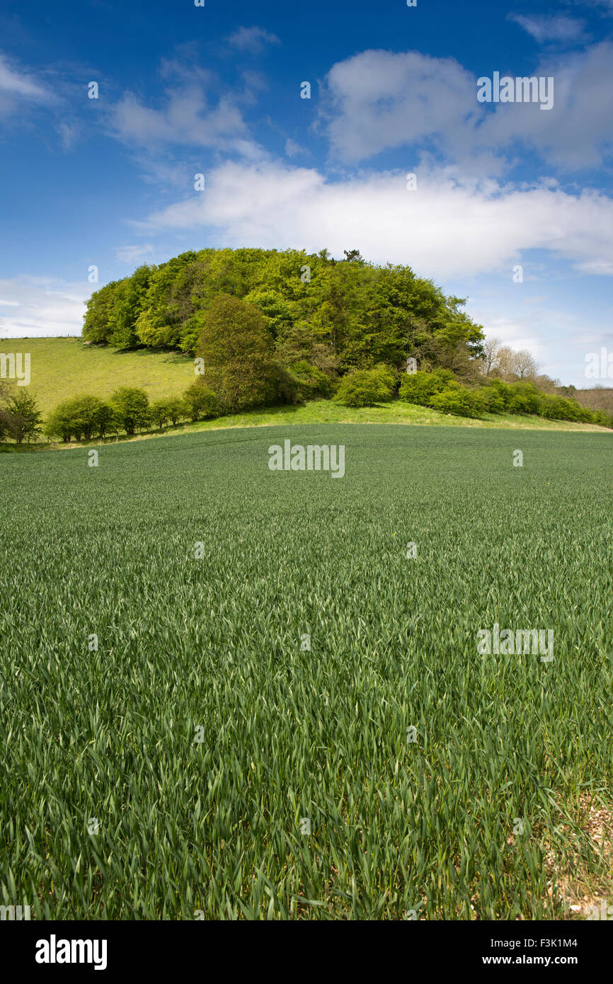 Großbritannien, England, Yorkshire East Riding, Thixendale, Wald oberhalb Weizenfeld Stockfoto