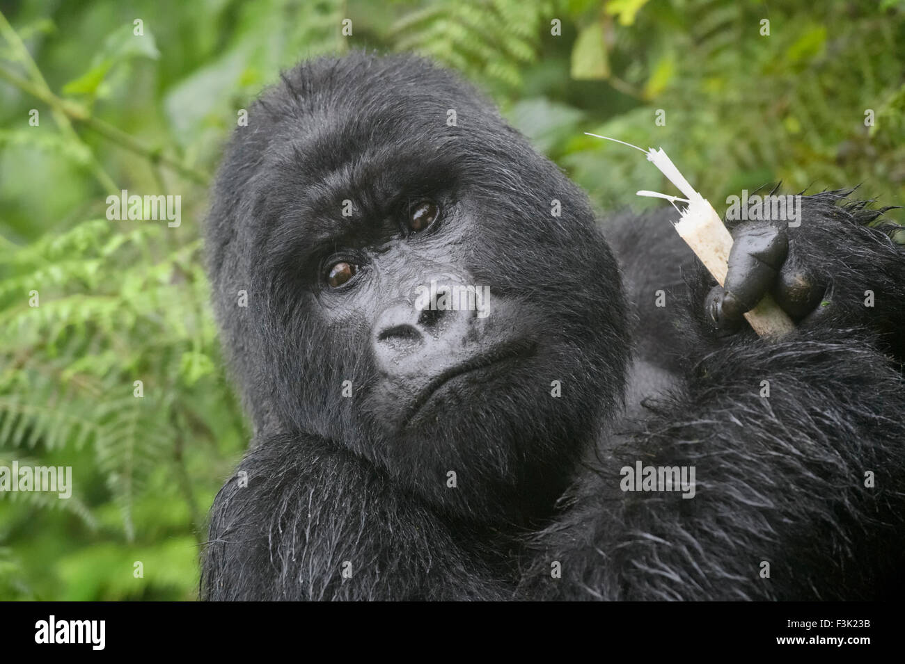 Berg-Gorilla (Gorilla Gorilla Beringei) große Silberrücken männlichen Agasha aus der Agasha-Gruppe in Dichter Vegetation und Regen, Essen Stockfoto