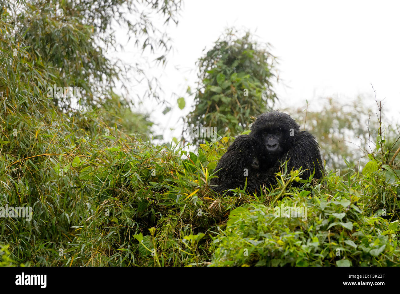 Berg Gorillas (Gorilla Gorilla Beringei) weiblich aus der Sabyinyo Gruppe mit Babysitting in Top-Baum und nass vom Regen, Stockfoto