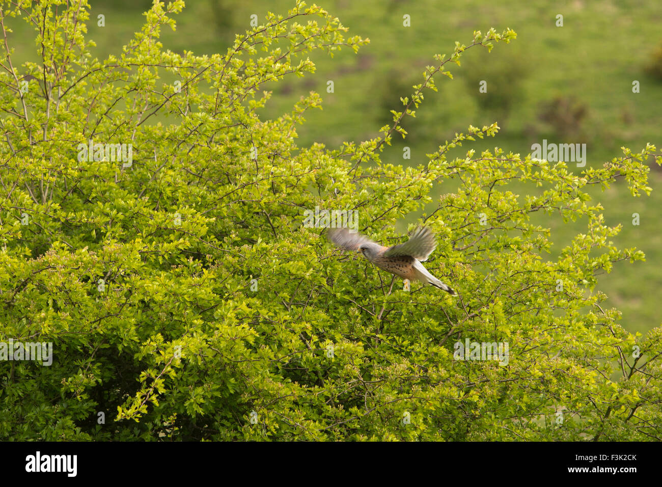 Großbritannien, England, Yorkshire East Riding, Millington, Vögel, männlichen Erwachsenen Turmfalke (Falco Tinnunculus) im Flug Stockfoto