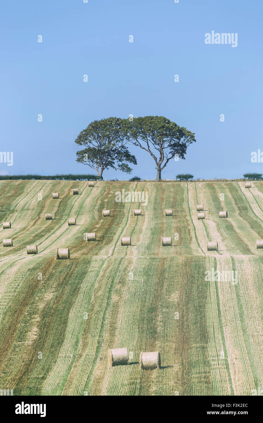 Strohballen auf einem Feld Stockfoto