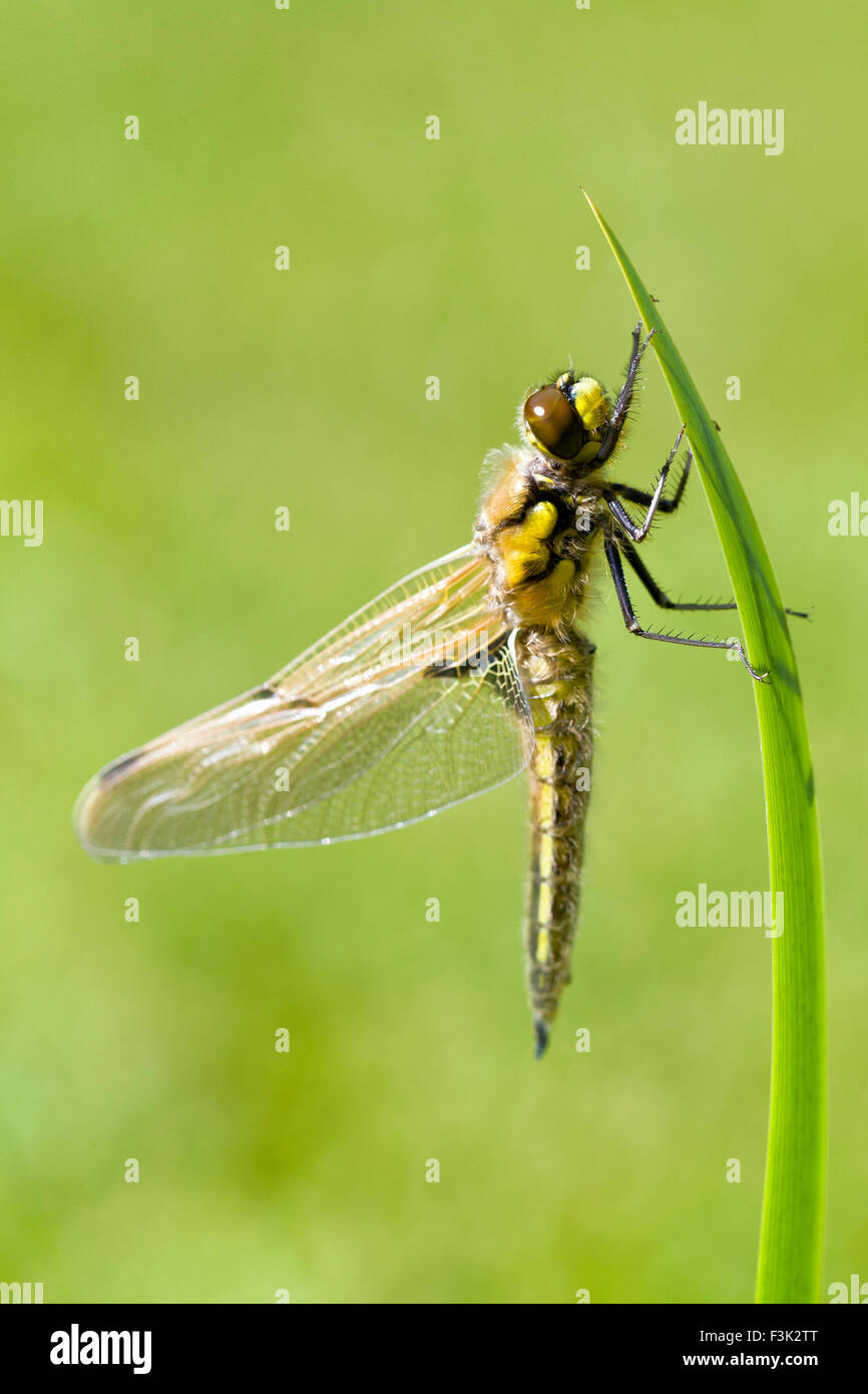 Frisch entstanden 4 Spot Chaser trocknen Libellenflügel auf Iris Blatt - Libellula quadrimaculata Stockfoto