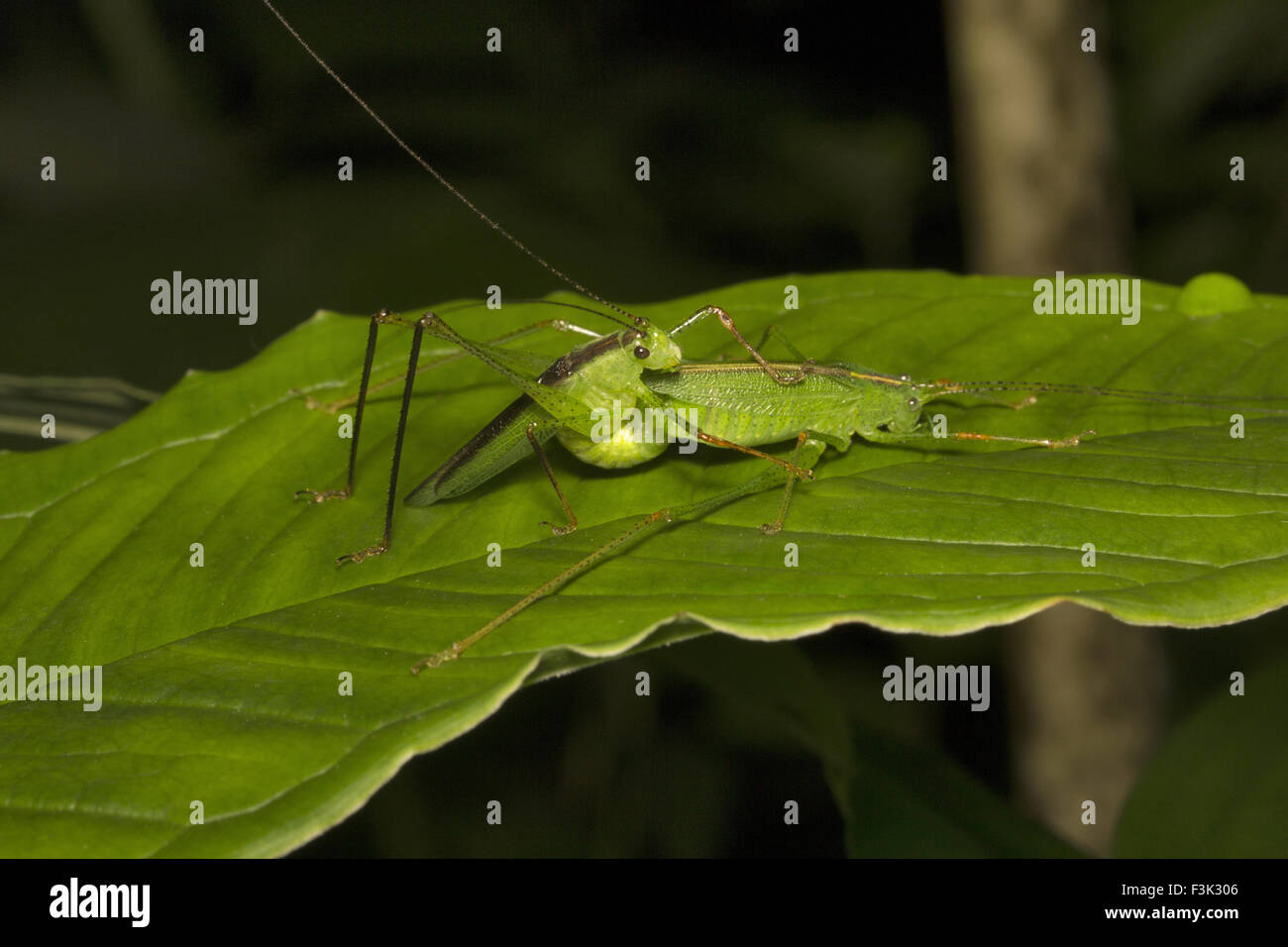 Bush Grashuepfer, Phaneropteridae, Aarey Milch Kolonie Mumbai, Indien Stockfoto