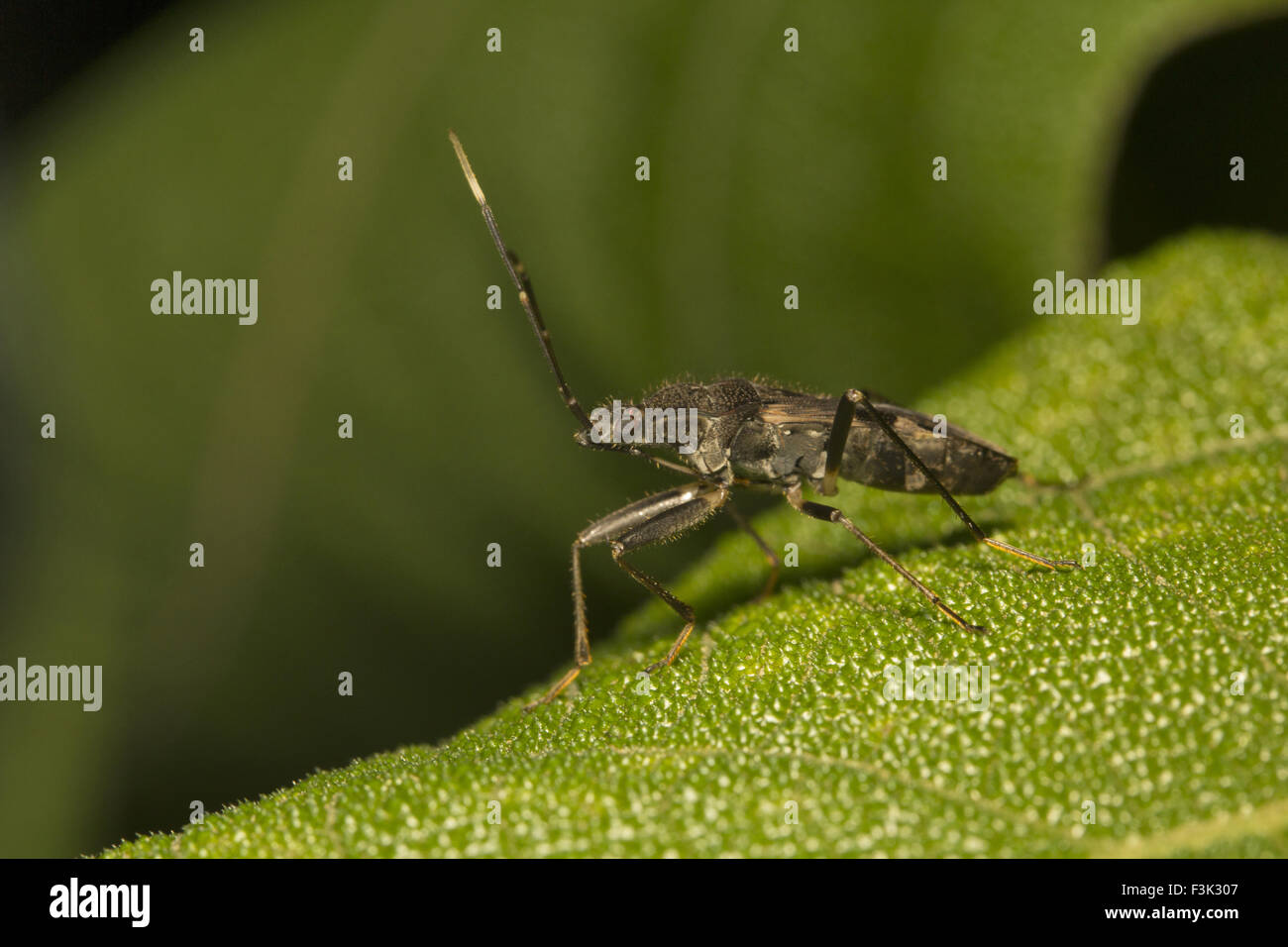 Bug, Aarey Milch Kolonie Mumbai, Indien Stockfoto