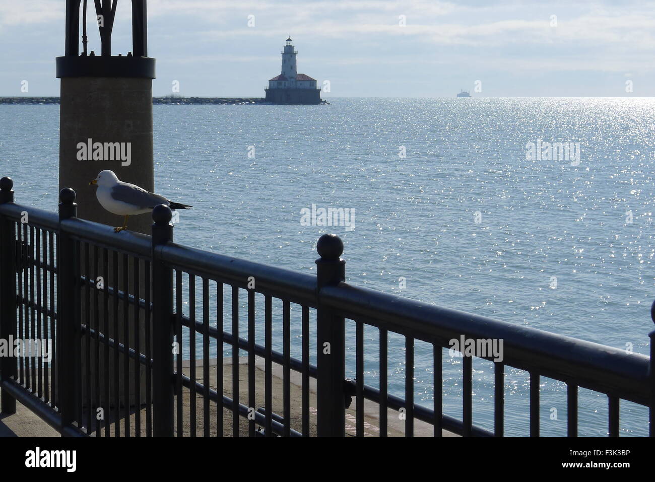 Pier, Ring-billed Gull und Hafen von Chicago Leuchtturm Stockfoto