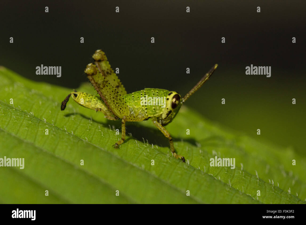 Heuschrecke, Acrididaeÿ, Aarey Milch Kolonie Mumbai, Indien Stockfoto