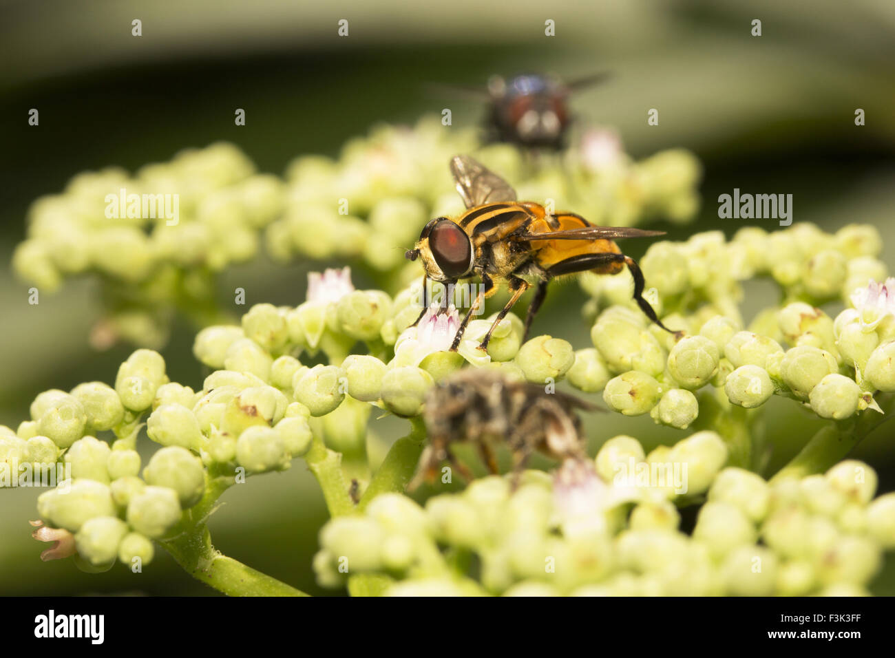 Hoverfly, Syrphidae, Aarey milk Colony, Mumbai, Indien Stockfoto