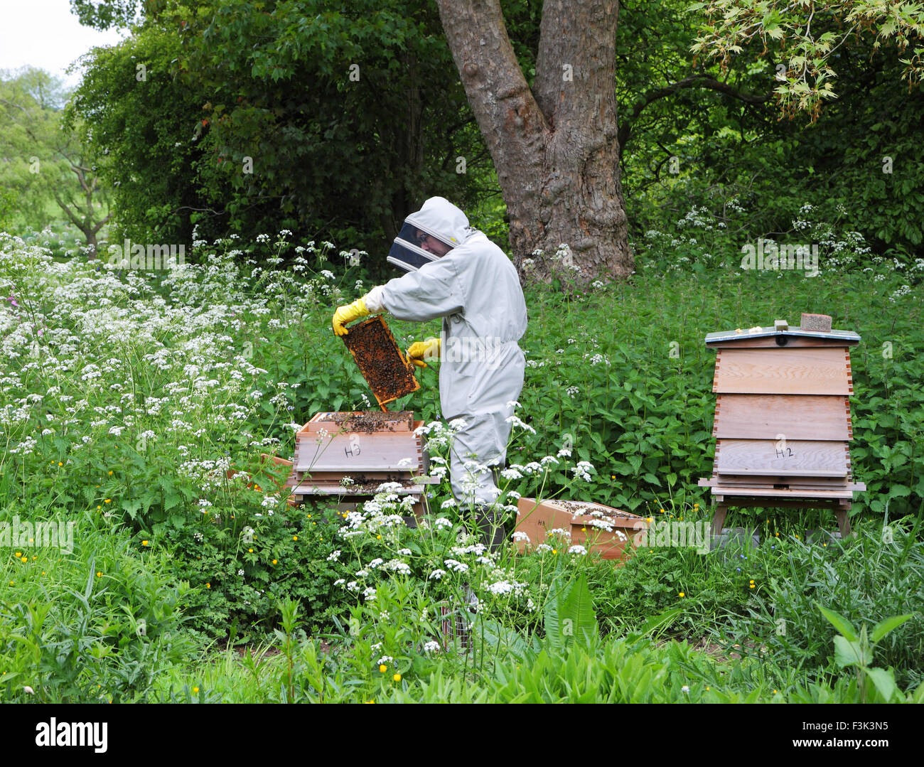 Imker in Schutzkleidung sammeln Honig aus einem Bienenstock Stockfoto