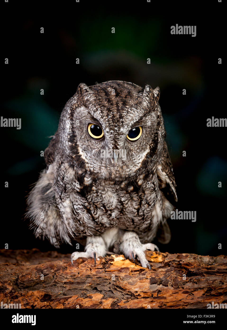 Niedliche Käuzchen. Stockfoto