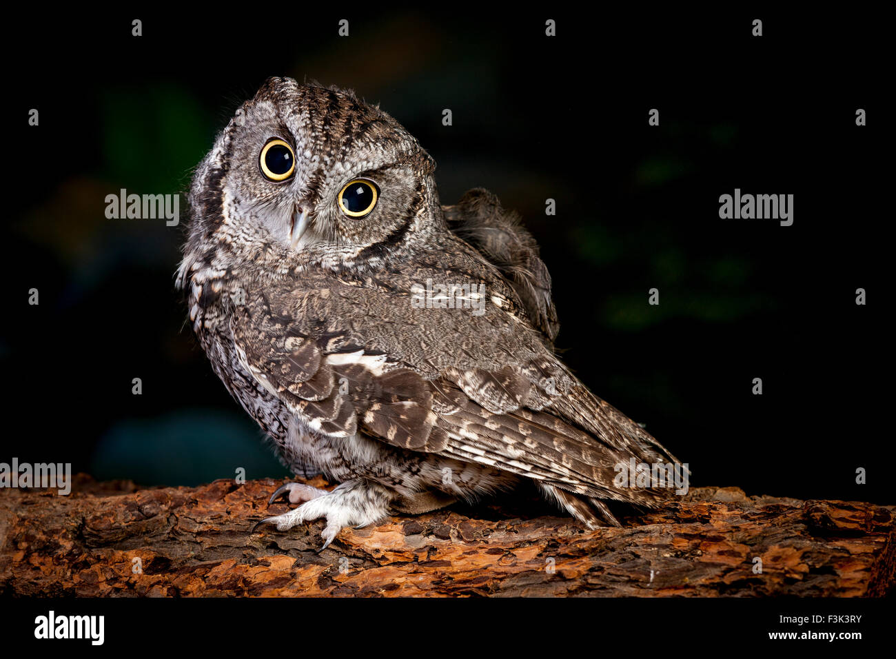 Entzückende Käuzchen. Stockfoto