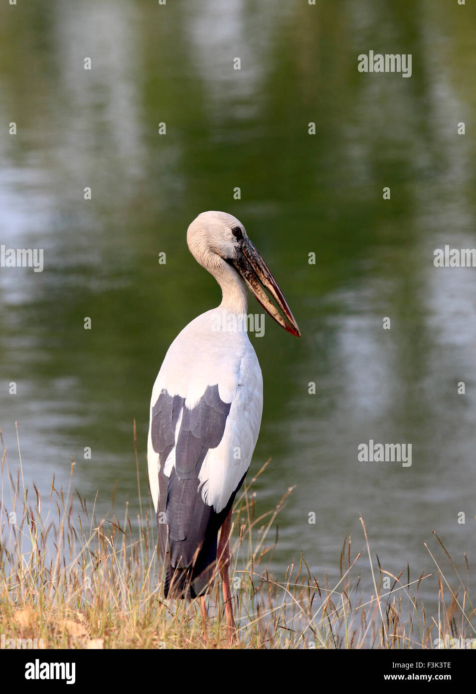Thailand, Ayutthaya, Phra Ram Park, aquatische Vogel, Stockfoto