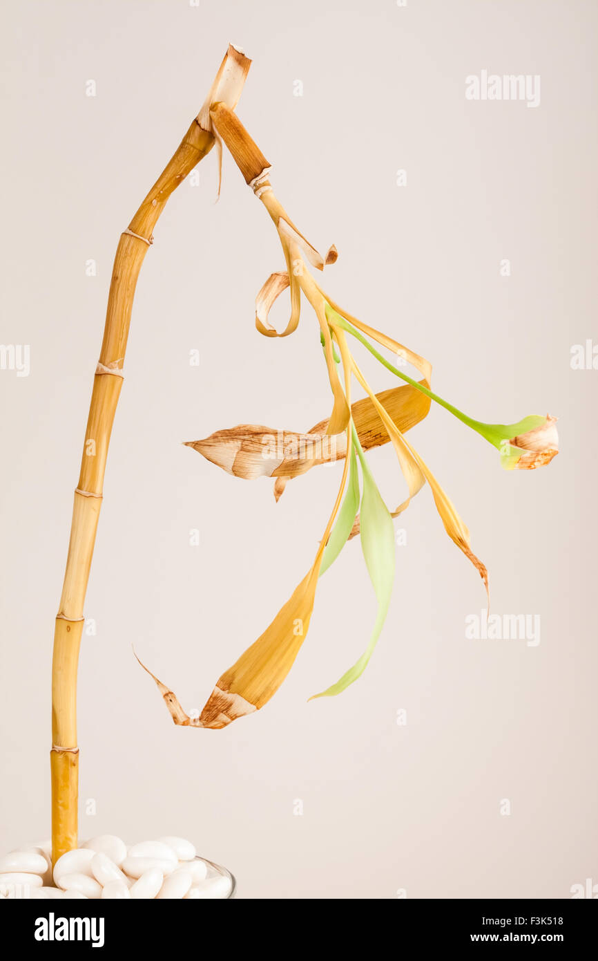 Gebogene Stengel und verfallenden Blätter einer sterbenden Bambus-Pflanze. Stockfoto