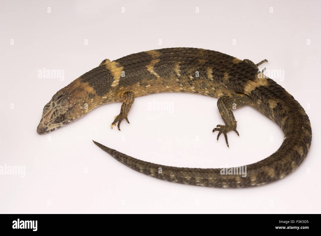 Skink, Tropidophorus sp, Scincidae, Manu, Tripura, Indien Stockfoto