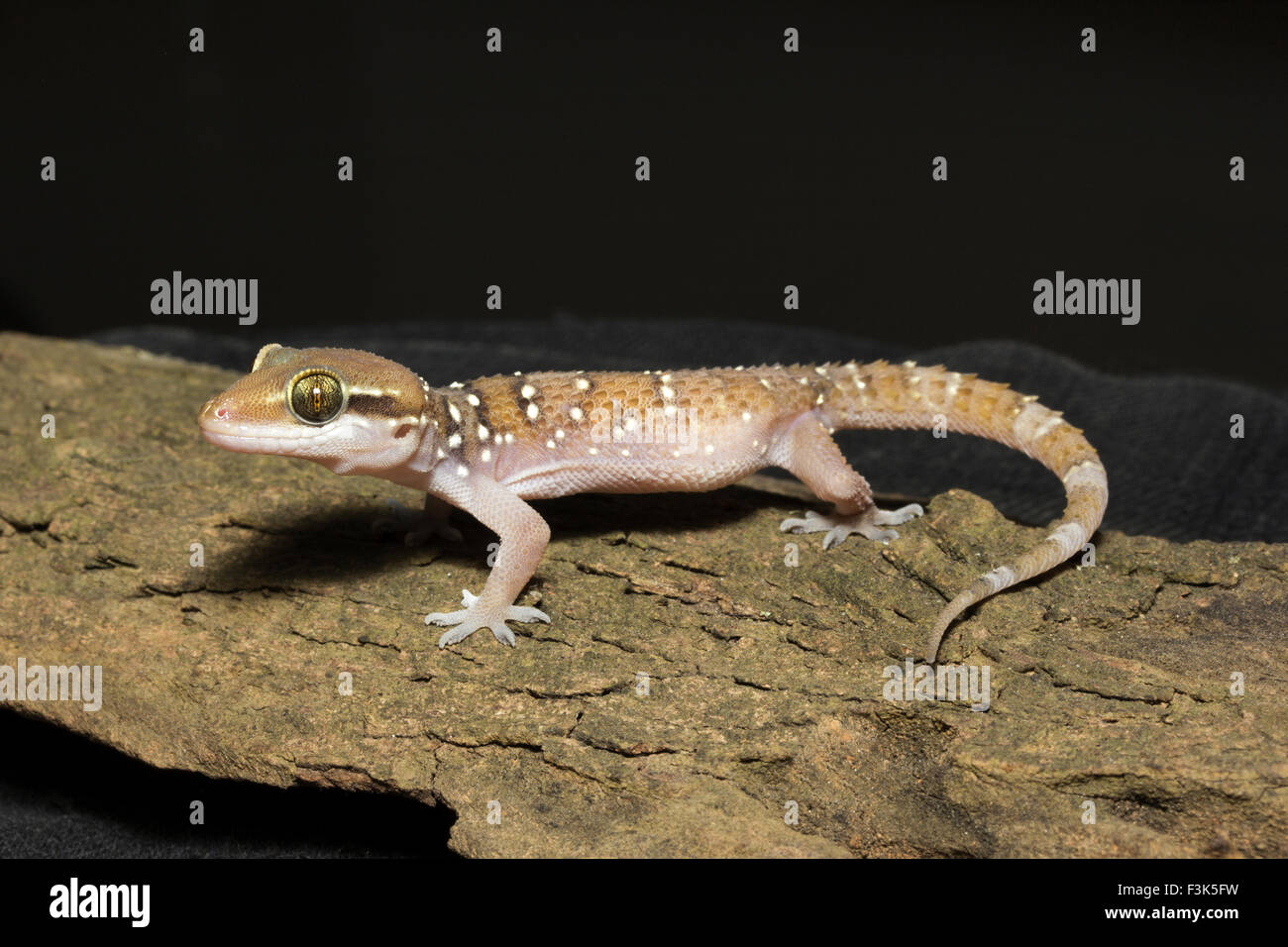 Termite Hill Gecko, Hemidactylus Triedrus, Gekkonidae, NZB, Bangalore, Indien Stockfoto