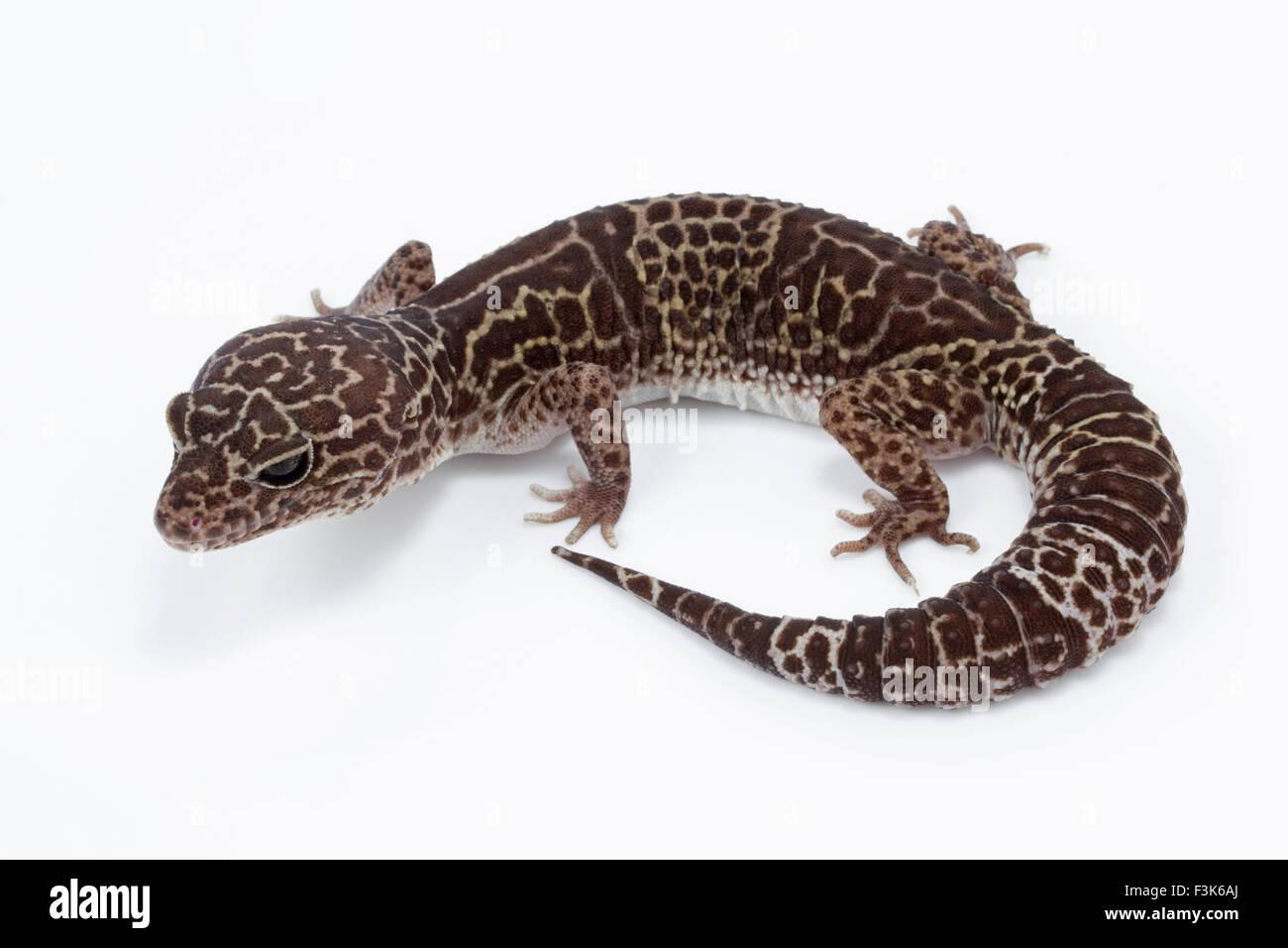 LEOPARDGECKO, Eublepharidae sp, Eublepharidae, India, Indien Stockfoto