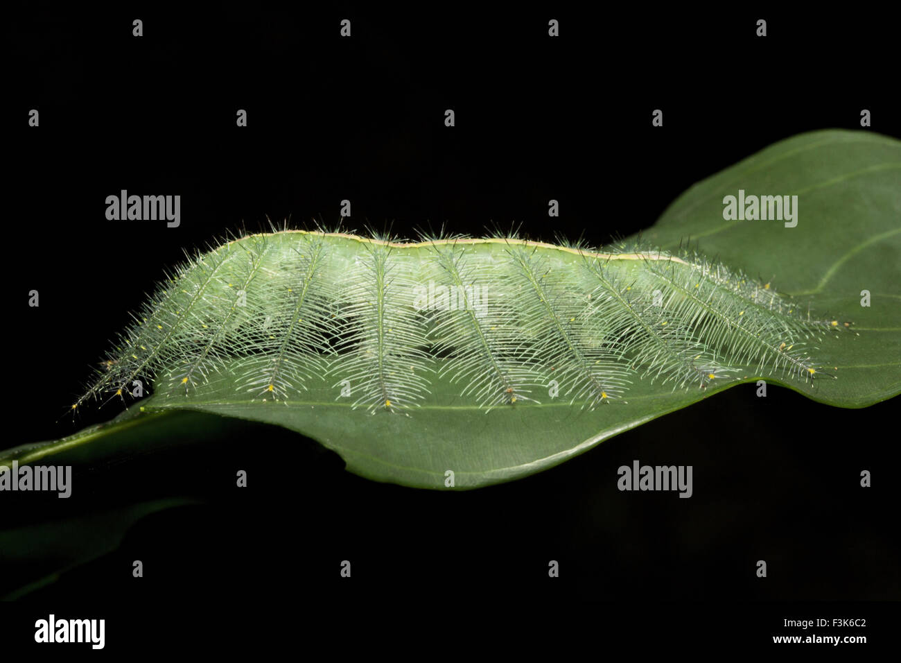 Pulverisierte Baron Caterpillar, Euthalia sp, Nymphalidae, Trishna, Tripura, Indien Stockfoto