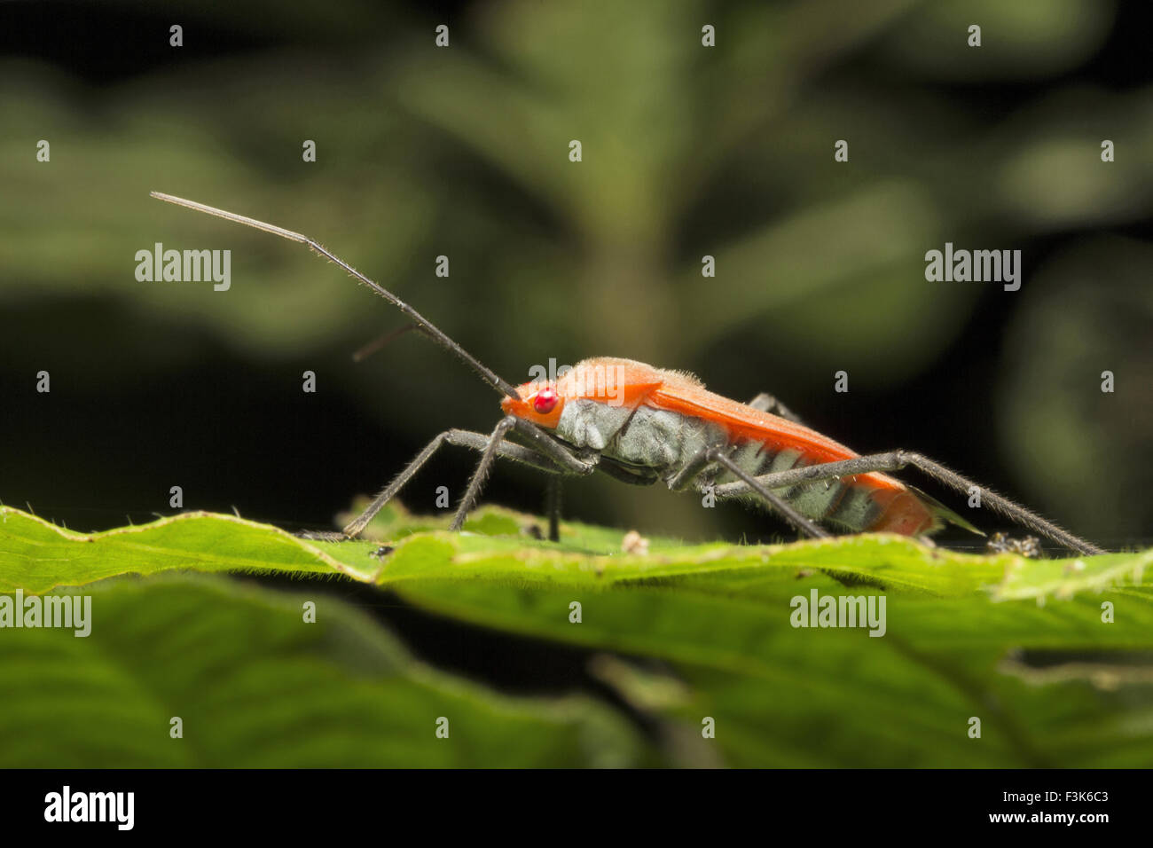 Rote Seide Baumwolle Bug, Pyrrhocoridae, Trishna, Tripura, Indien Stockfoto