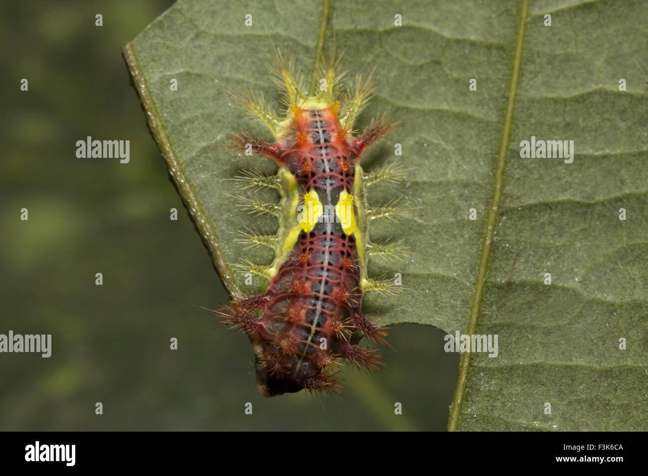 Brennnessel-Slug-Raupe, Bechermotte, Setora baibarana, Limacodidae, Trishna, Tripura, Indien Stockfoto