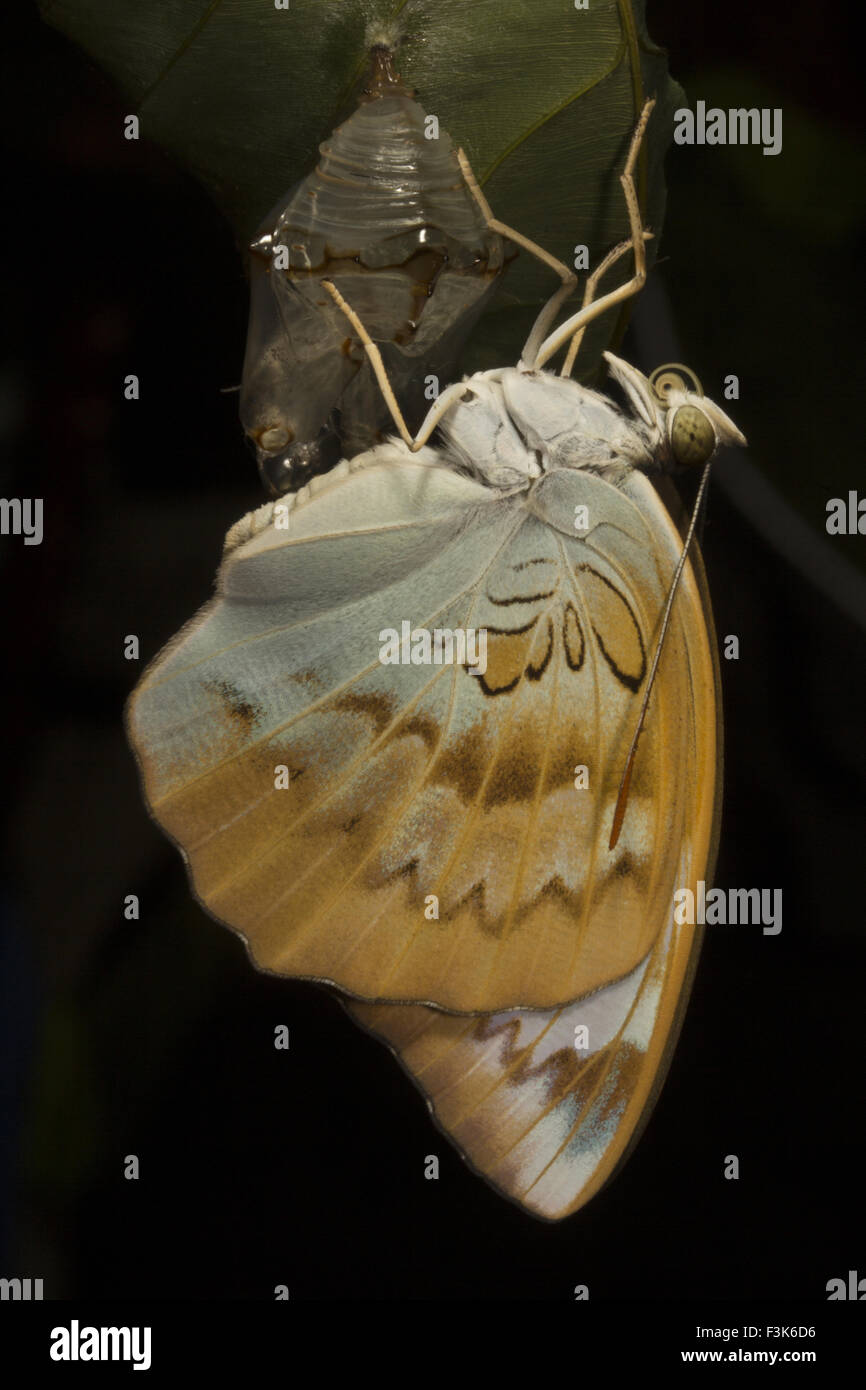 Baron, in Pulverform Euthalia sp, Nymphalidae, Trishna, Tripura, Indien Stockfoto