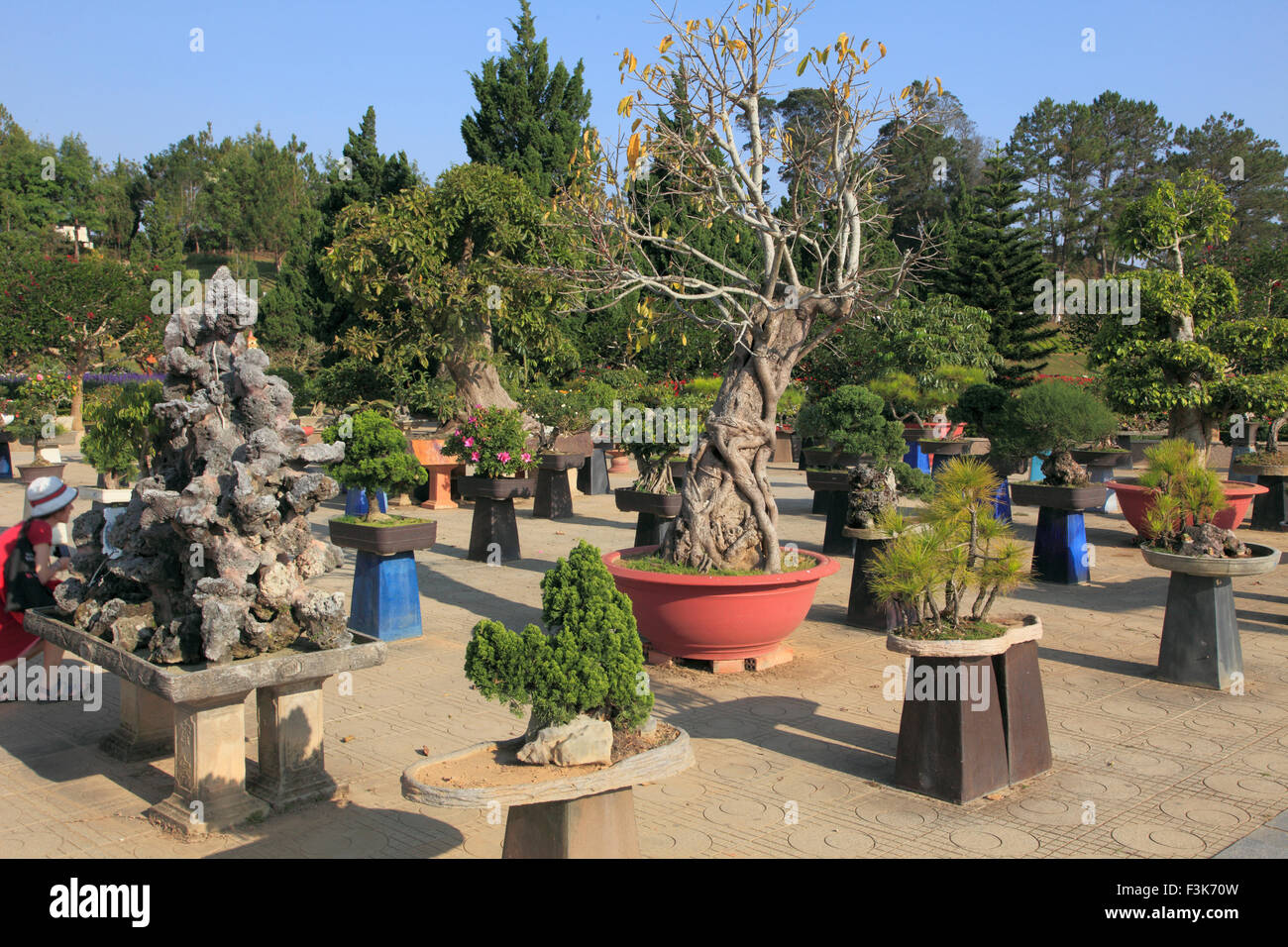 Vietnam, Dalat, Park mit Blumen, Garten, Bonsai, Stockfoto