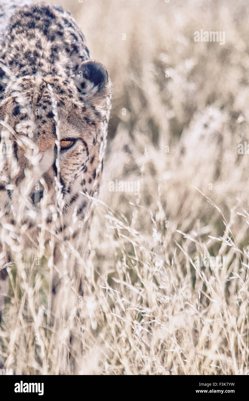 Erwachsene Geparden, Acinonyx Jubatus, Blick durch hohe Gräser, Namibia, Afrika Stockfoto