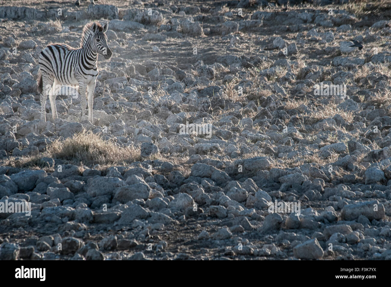 Burchell Zebra, Equus Burchellii, einsame Fohlen am Okaukuejo Wasserloch, Etosha, Namibia, Afrika Stockfoto