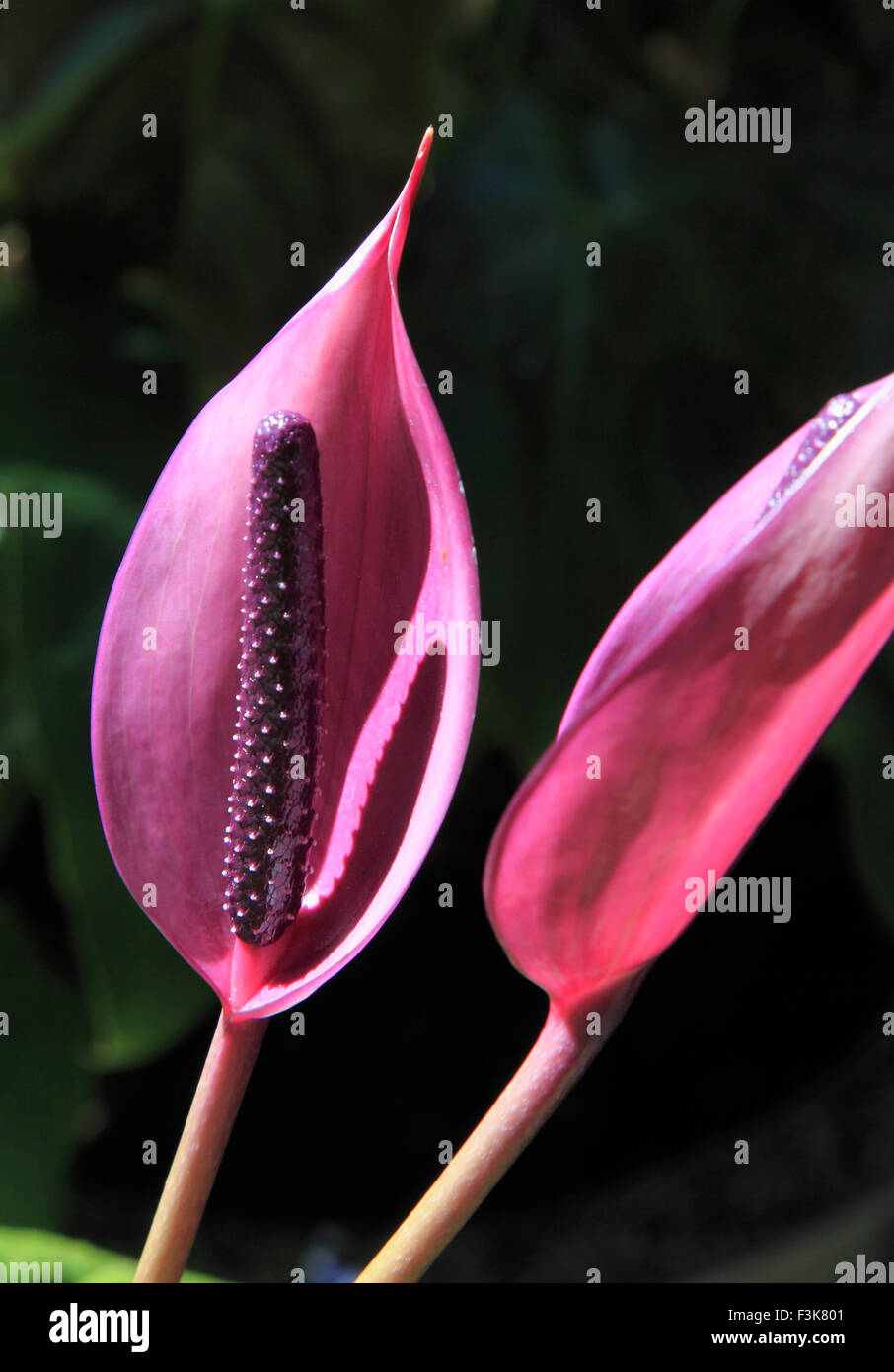 Vietnam, Dalat, Truc Lam, Anthurium, Blume, Stockfoto