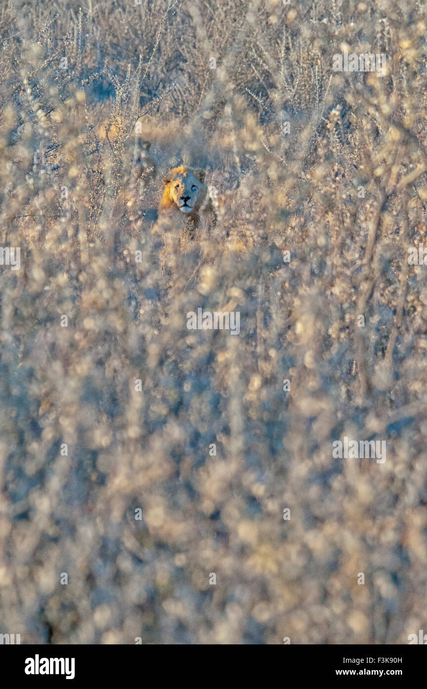 Männliche African Lion, Panthera Leo, versteckt im dornigen Gestrüpp, Etosha Nationalpark, Namibia, West-Afrika Stockfoto