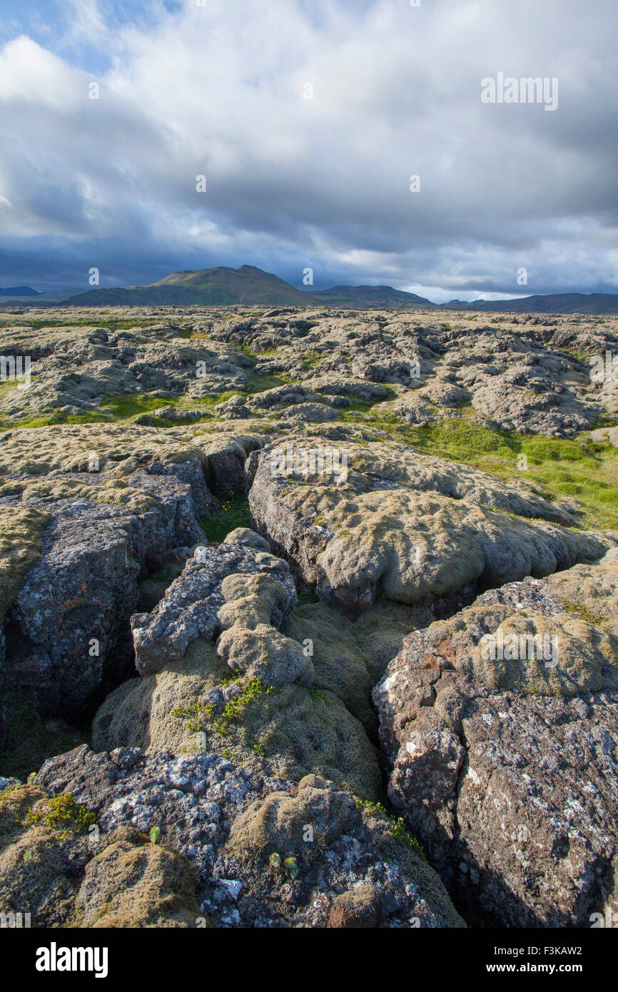 Moosbewachsenen Lavafeldes in der Nähe von Hveragerdi, Sudherland, Island. Stockfoto