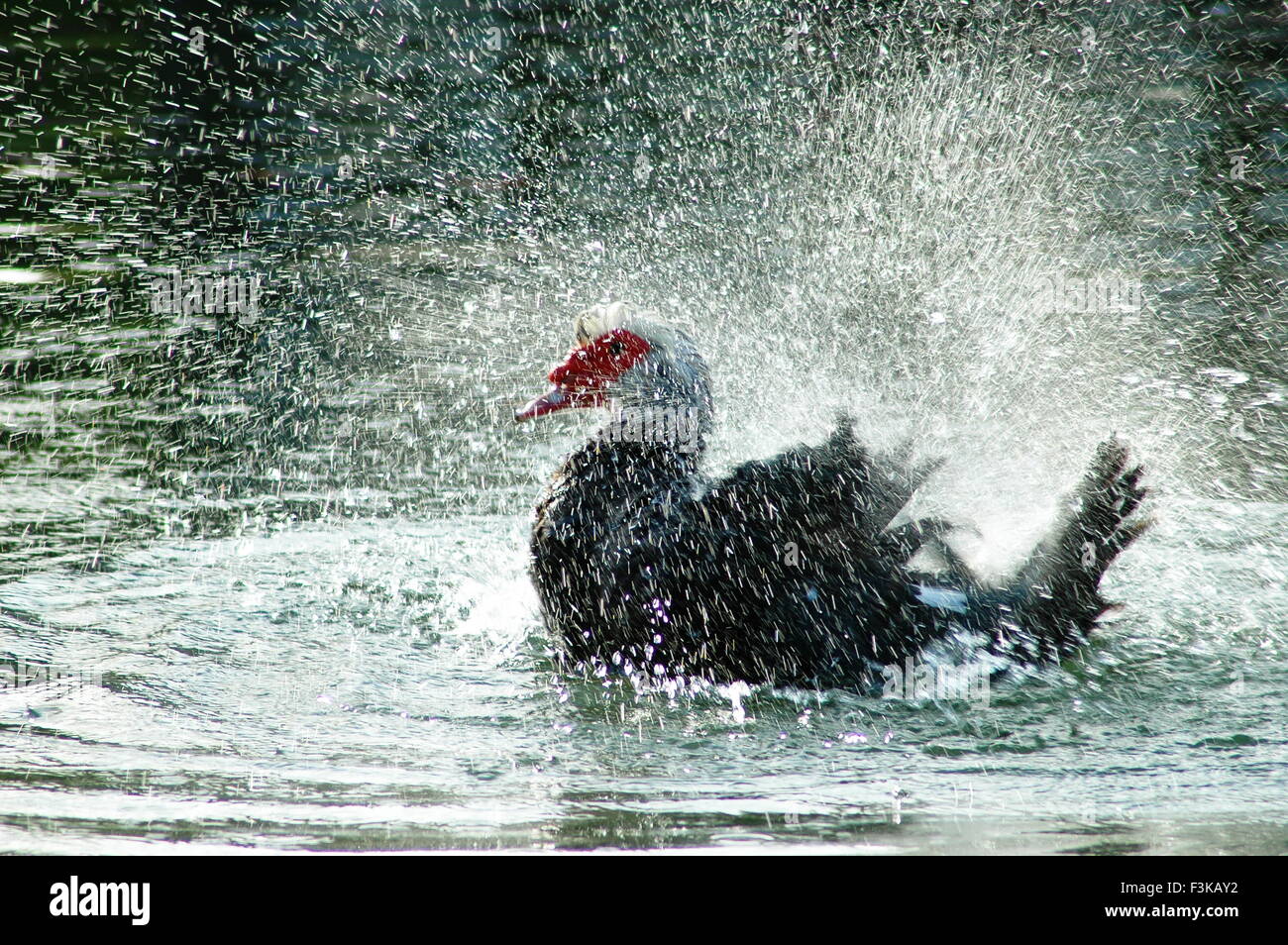 Ente verbreiten Wasser überall Stockfoto