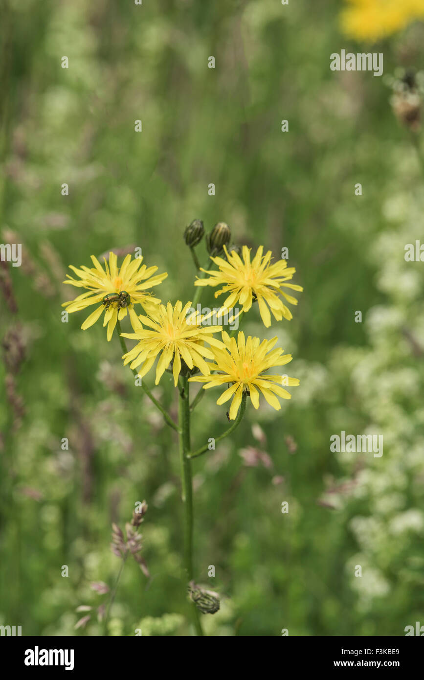 Crepis Biennis, Rough Hawksbeard wächst in Sumpfwiesen, Chertsey, Surrey, Uk. Juli. Stockfoto