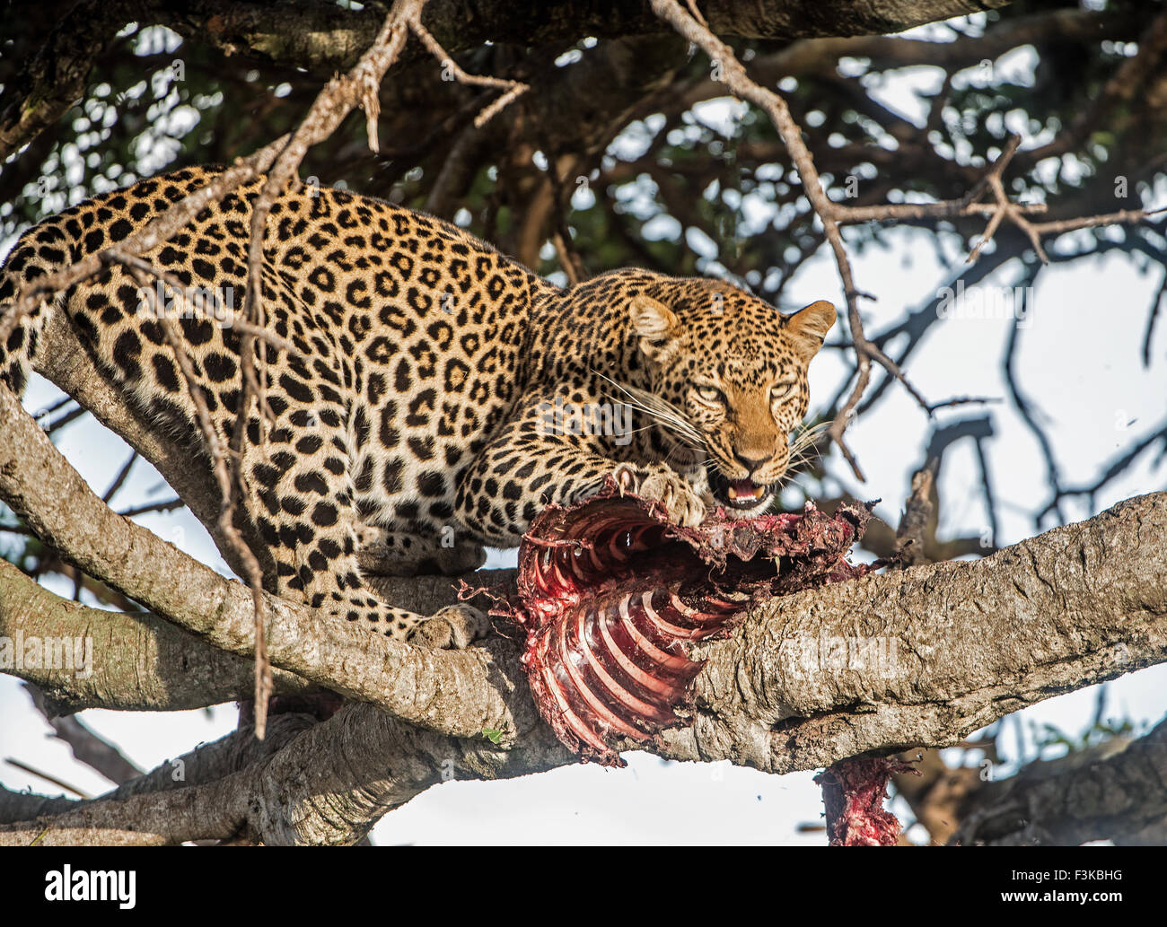 Leopard im Baum mit Impala Beute Stockfoto