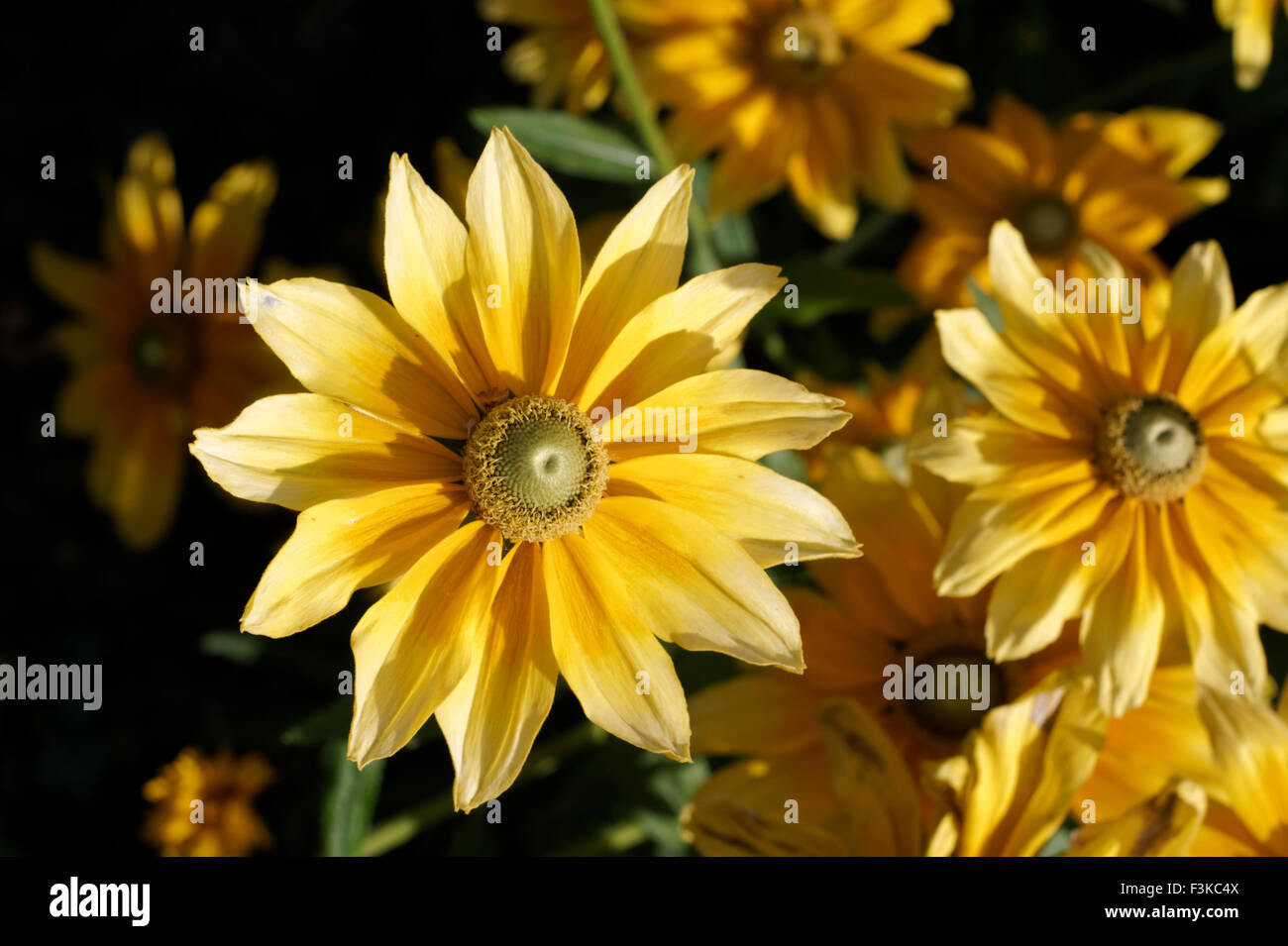 Rudbeckia Hirta Blumen oder Prairie Sun, fotografiert auch bekannt als "Gloriosa" Daisy oder Black-Eyed Susan spät in der Vegetationsperiode Stockfoto